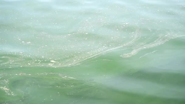 Планктон Цветет Море Сверху Плавает Белая Пена Загрязнение Природы — стоковое видео