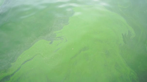 Green Plankton Flowing Sea Water Plankton Bloom Sea — Stock Video