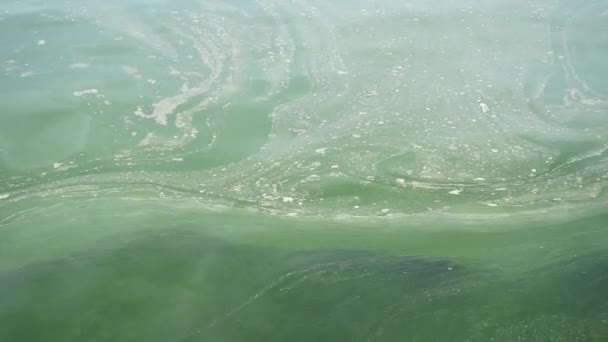 Plankton Virágzik Tengervízben Panning Lövés Stock Videó