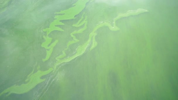 Планктон Цветёт Морской Воде — стоковое видео