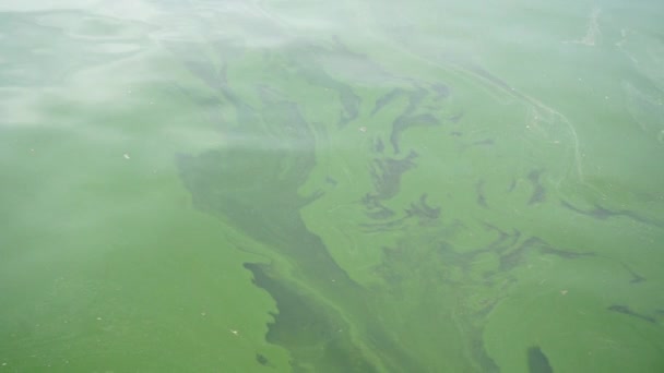 Plankton Bloom Sea Water Panning Shot — Stock Video