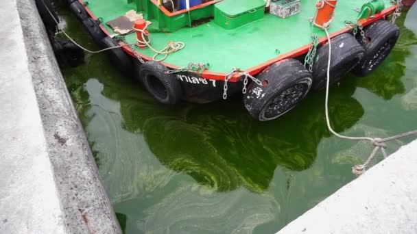 Чонбурі Thailand Sep Пасажирський Човен Планктоні Розквітне Море Вересня 2023 — стокове відео