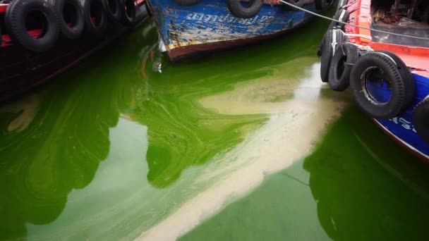 Chonburi Tajlandia Sep Plankton Kwitnie Morzu Tłem Cumowniczym Łodzi Rybackiej — Wideo stockowe