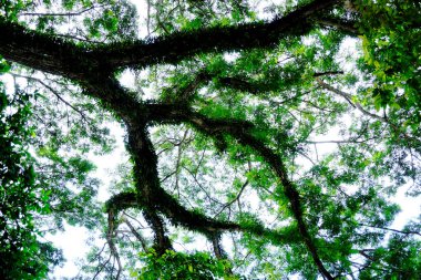Ağacın tepesinde eğreltiotu grubu, doğa örtüsü.