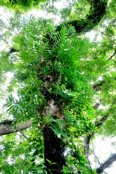 Group of fern on tree, Low angle view, Nature canopy