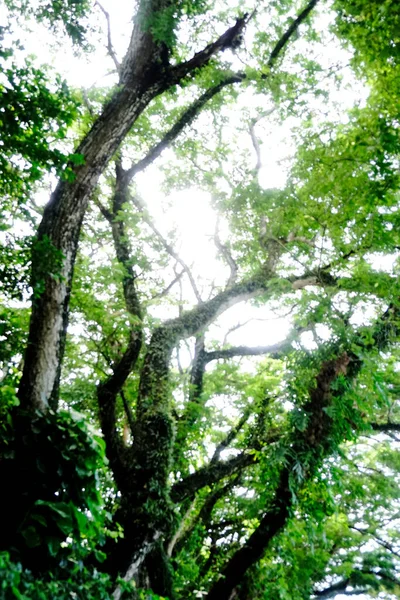 Malá Kapradina Roste Velkém Stromě Nízký Úhel Pohledu — Stock fotografie