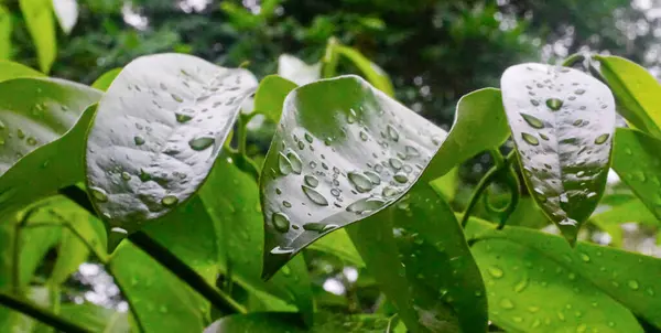 Dešťové Kapky Zelený List — Stock fotografie