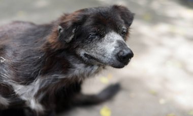 Köpek suratlı, tırmalama hareketli, hayvan temalı.