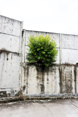 Beton duvarda büyüyen küçük ağaç