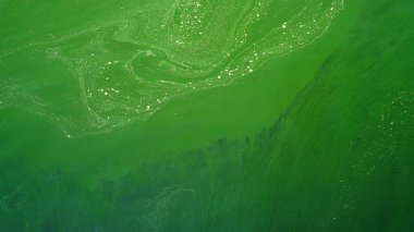 Soyut arkaplan, Plankton çiçek açan deniz