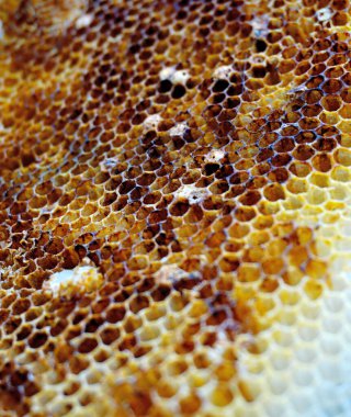 Bal peteğine yakın çekim, doğa ürünü.