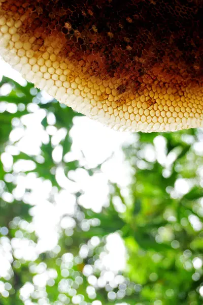 Honeycomb Närbild Skott Med Träd Bakgrund — Stockfoto