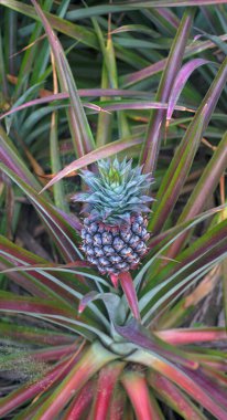 Ananas meyvesinin yakın plan çekimi, tarım geçmişi