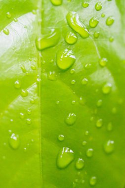 Tazelik arkaplanı, yeşil yapraklı damlacıklar, yakın çekim.