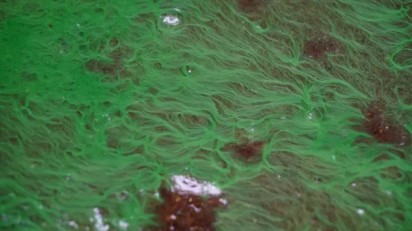 Algae bloom on wet ground