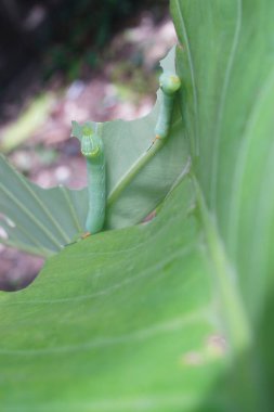 Yeşil tırtıl ısırığı dev Taro yaprağı