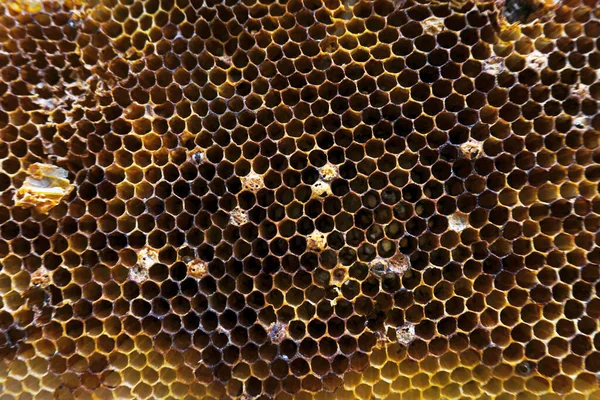 Honeycomb Close Shot Nature Ingredient Royalty Free Stock Photos