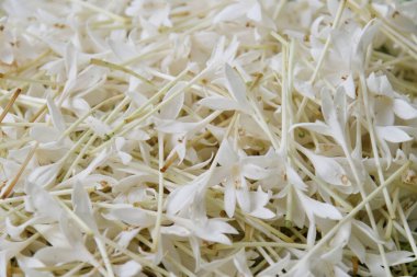 Beyaz çiçeğin yakın çekimi, mantar ağacı çiçeği