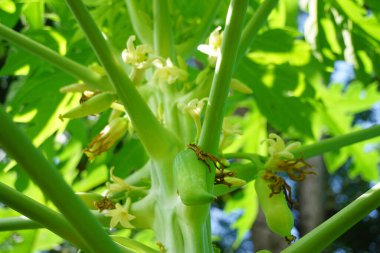 Papaya çiçeği tomurcuklanıyor. Yakın çekim, tarım.