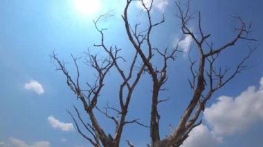 Gökyüzü ve güneşin arka planında ölü bir ağaç var.