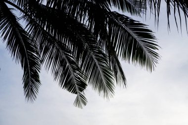 Gökyüzü arkaplanlı palmiye ağacı silueti