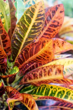 Kodiaeum Variegatum (Bahçe crotonu veya Variegated croton) çiçekli yaprak, brach 'ta Croton yaprakları