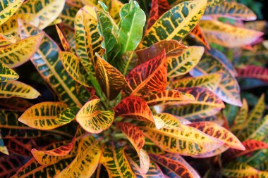 Kodiaeum Variegatum (Bahçe crotonu veya Variegated croton) çiçekli yaprak, brach 'ta Croton yaprakları