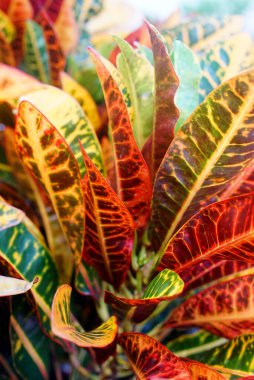Kodiaeum Variegatum (Bahçe crotonu veya Variegated croton) çiçekli yaprak, brach 'ta Croton yaprakları