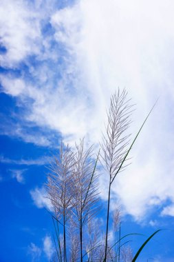 Mavi gökyüzü ve bulutlu çimen çiçeği arka plan, doğa teması