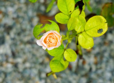 Gül çiçeği açar. Yakın çekim. 