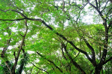 Ağaç tepe örtüsü, doğa orman desenli arka plan.