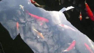 Bulutları ve gökyüzünü yansıtan bir grup Koi balığı.