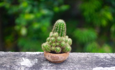 Çiçek saksısında yeşil bahçeli bir grup kaktüs.