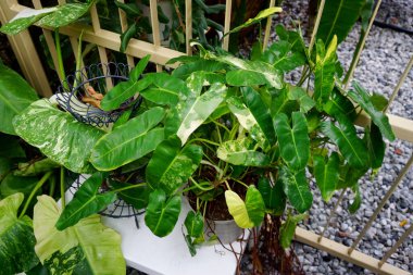 Philodendron Burlemarx, Çitlerde ev bitkisi dekorasyonu