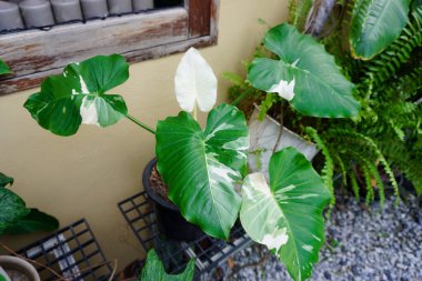 Pencere ve duvarda ev bitkisi süslemesi, Alocasia makrorhizos