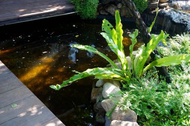 Bahçedeki havuzun yanında kuş yuvası eğreltiotu