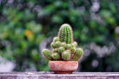 Kaktüs saksıda, beton duvarda, yeşil ağaç zeminli.