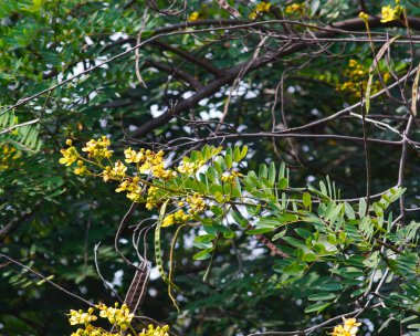 Siyam çiçekleri ağaçta çiçek açıyor.