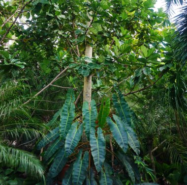 Philodendron billietiae Croat, A climbing plant with mid-green leaves and orange-yellow petioles clipart