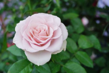 Açık pembe gül. Yakın çekim.