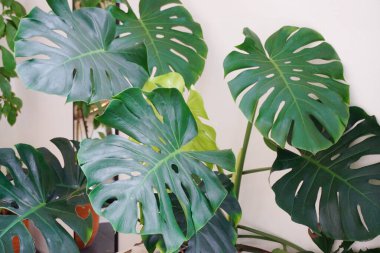 Monstera deliciosa, Tropikal ev bitkisi duvarda dekore edilir.