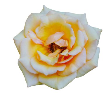 Yakından çekilen turuncu gül çiçeği beyaz üzerinde izole edilmiş, Di kesimi