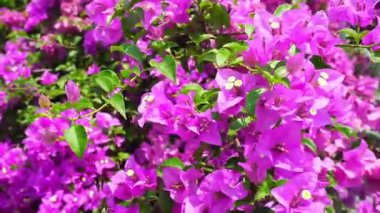 Bougainvillea çiçeğinin mor rengi ve rüzgarla hareket eden, elde tutulan atış.