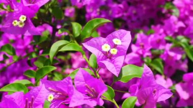 Bougainvillea çiçeğinin mor rengi ve rüzgarla hareket eden, elde tutulan atış.