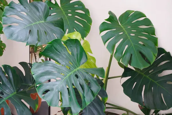 Ev bitkileri, güzel büyük yeşil yaprak.