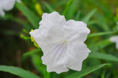 Beyaz çiçeklerin açtığı yakın çekim, Ruellia Brittoniana Blanca