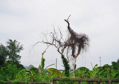 Bulutlu gökyüzü ile yapraksız ağaçta kurumuş bitki