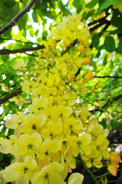 Ağacın altında sarı çiçek (Cassia x nealiae. Irwin & Barnebe)