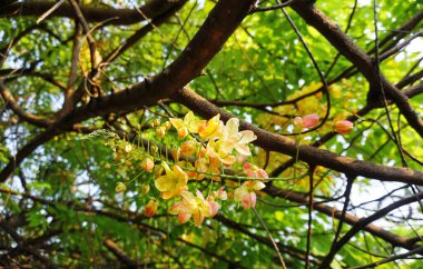 Ağacın altında sarı çiçek (Cassia x nealiae. Irwin & Barnebe)