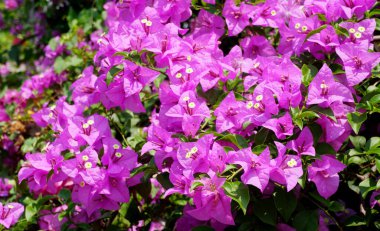 Ağaçta çiçek açan Bougainvillea çiçeği, çiçek arkaplanı.
